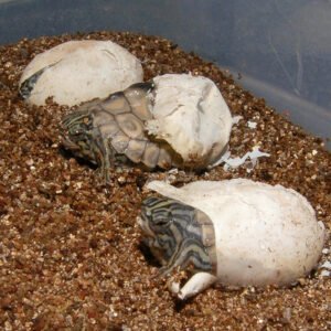 Yellow Blotched Map Turtle