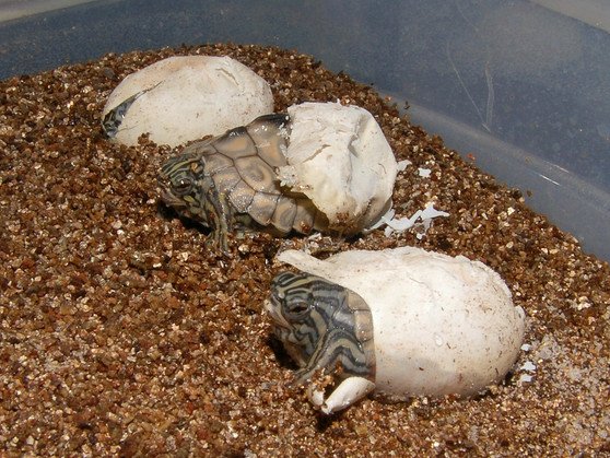 Yellow Blotched Map Turtle