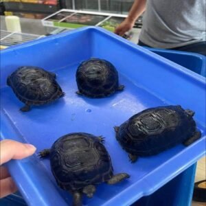 Aldabra Tortoises Online For Sale