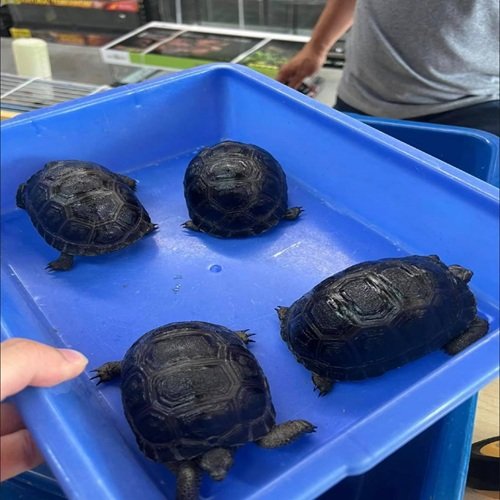 Aldabra Tortoises Online For Sale