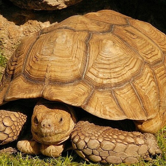 Sulcata Tortoise - Adult - Image 2
