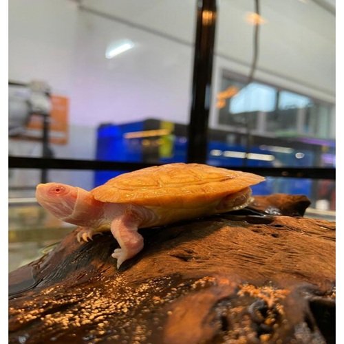 Buy Albino Red Eared Slider Online