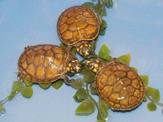 Amazon Yellow Spotted River Turtle - Image 3