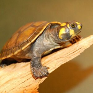 Amazon Yellow Spotted River Turtle