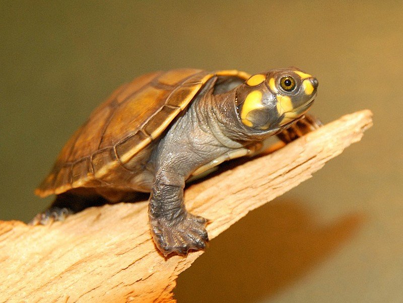 Amazon Yellow Spotted River Turtle