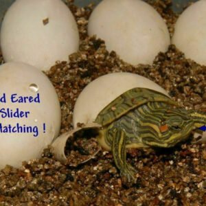 Red Eared Slider - Heterozygous for Albino