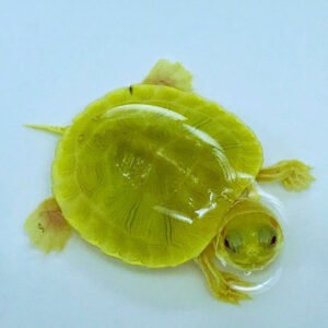 Emerald Albino Paradox Red Eared Slider- Garden Pond Sizes