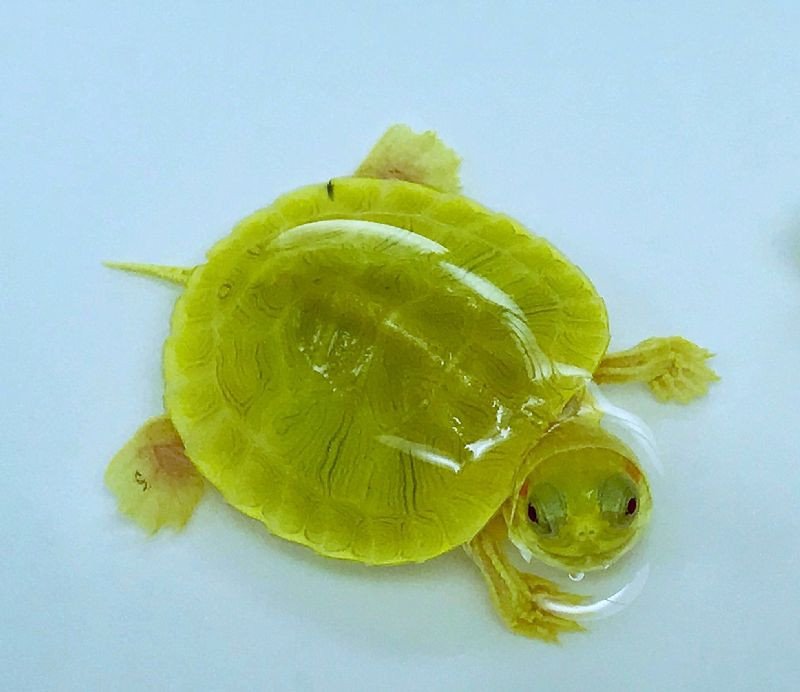 Emerald Albino Paradox Red Eared Slider- Garden Pond Sizes