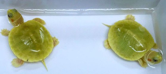 Emerald Albino Paradox Red Eared Slider- Garden Pond Sizes - Image 2