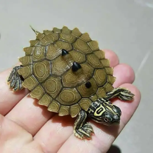 Sawback map turtle For sale Now