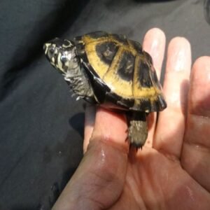 Okavango African Mud Turtle