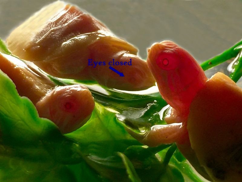 Paradox Albino Red Eared Slider - Garden Pond Sizes - Image 4