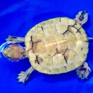 Paradox Albino Red Eared Slider - Garden Pond Sizes