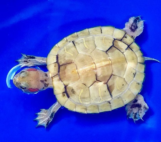 Paradox Albino Red Eared Slider - Garden Pond Sizes