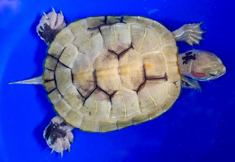 Paradox Albino Red Eared Slider - Garden Pond Sizes - Image 2
