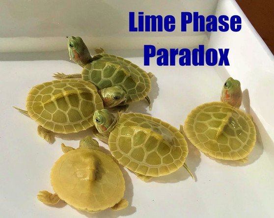 Paradox-Lime Phase Albino Red Eared Slider - Image 3