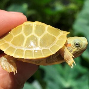 Paradox-Lime Phase Albino Red Eared Slider