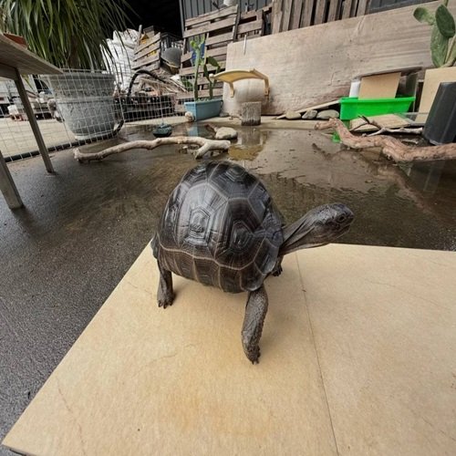 Aldabra Tortoises
