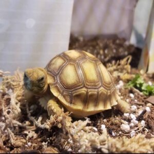 Baby Sulcata tortoises