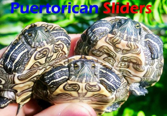 Puerto Rican Slider - Image 3