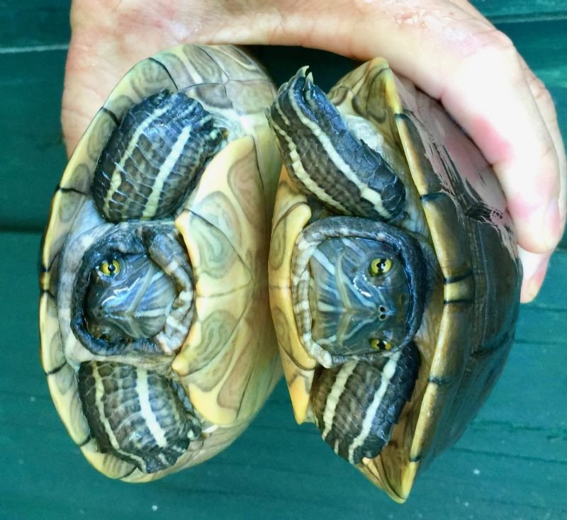 Puerto Rican Slider - Image 2