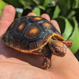 Where To Buy Red Footed Tortoise