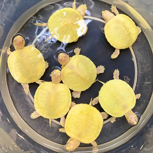 Buy Albino Red Eared Slider Online