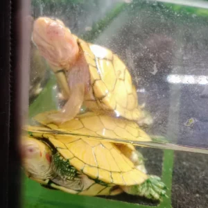 Albino Red Eared Slider For Sale