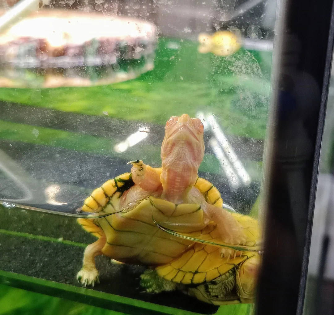 Albino Red Eared Slider - Garden Pond Sizes - Image 2