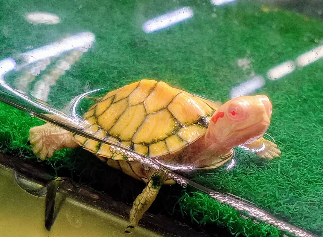 Albino Red Eared Slider For Sale