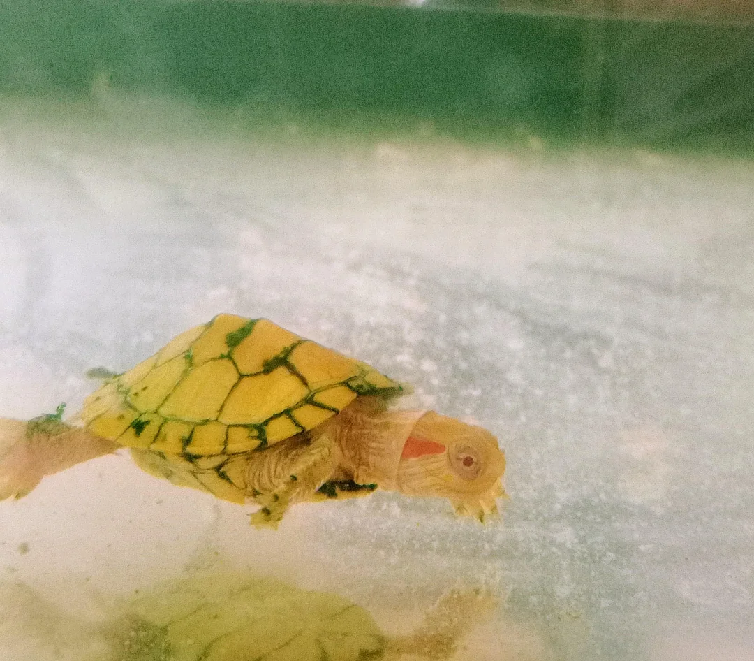 Albino Red Eared Slider - Garden Pond Sizes - Image 4