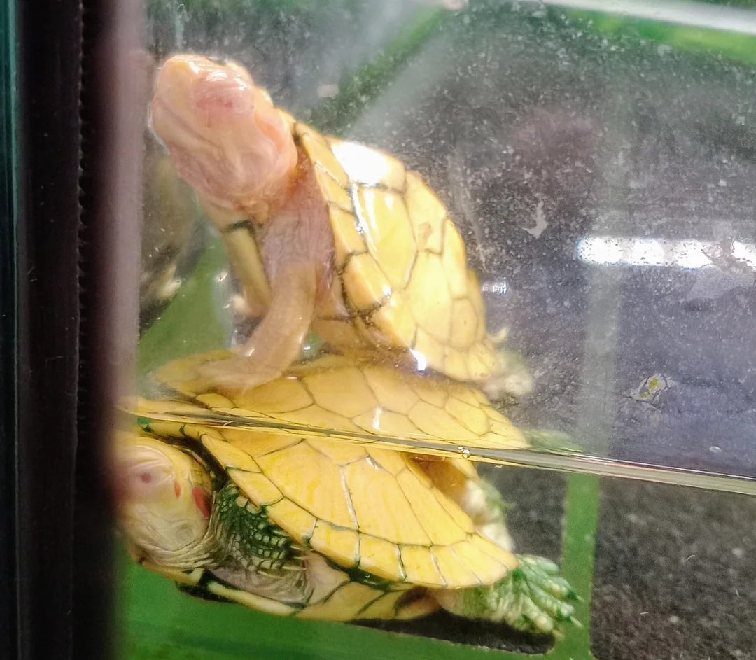 Albino Red Eared Slider For Sale