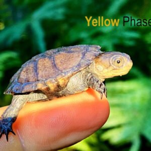 African Dwarf Mud Turtle